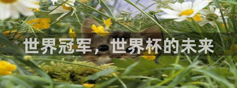 足球世界杯：世界冠军，世界杯的未来